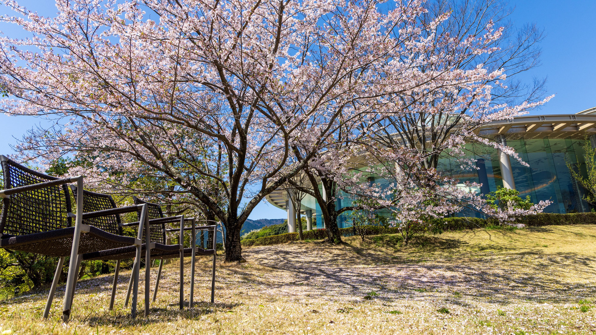 ホテル - 庭の桜