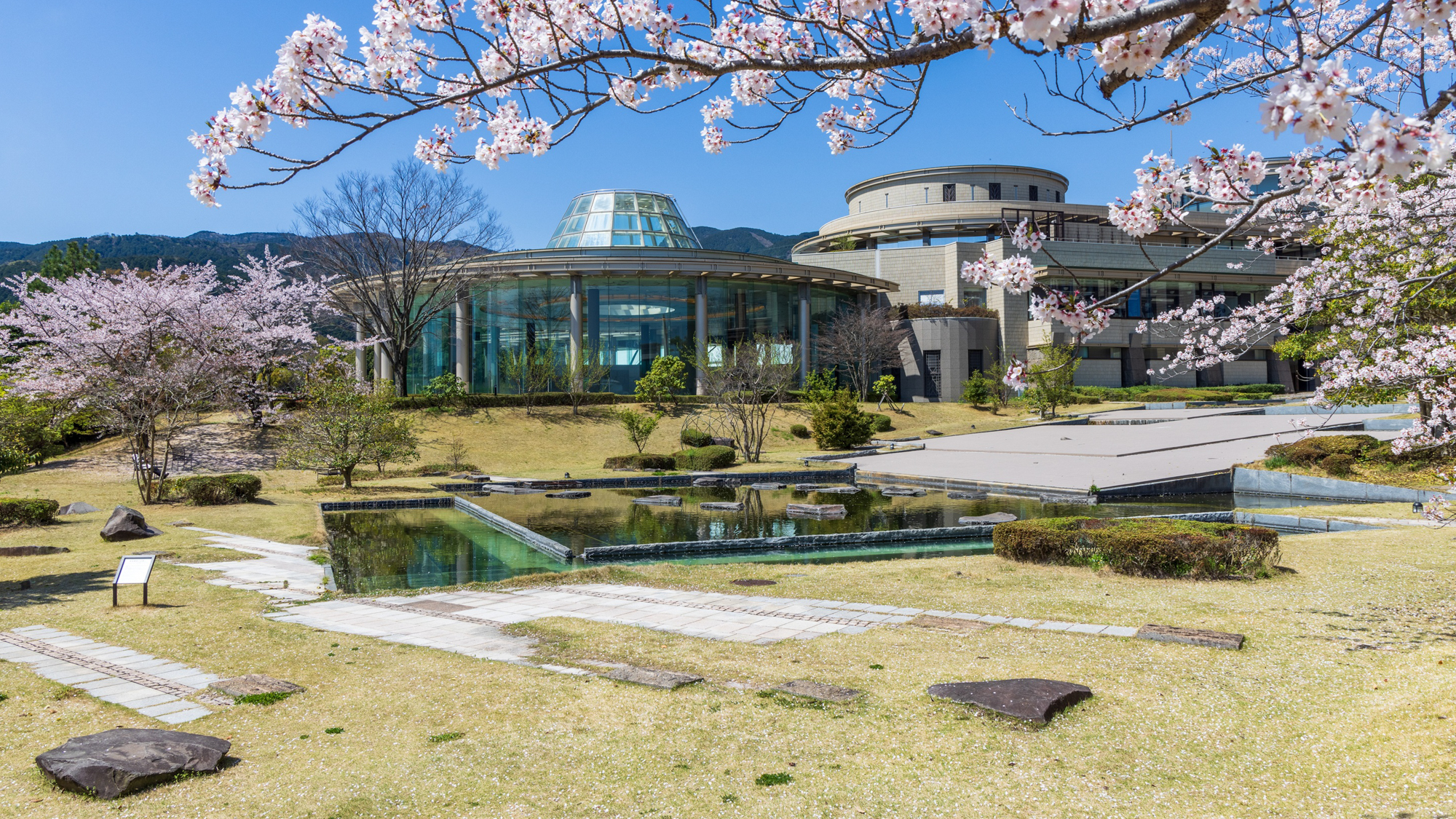 ホテル - 庭の桜