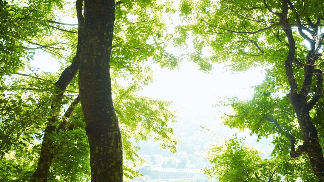 木々の合間から見える景色