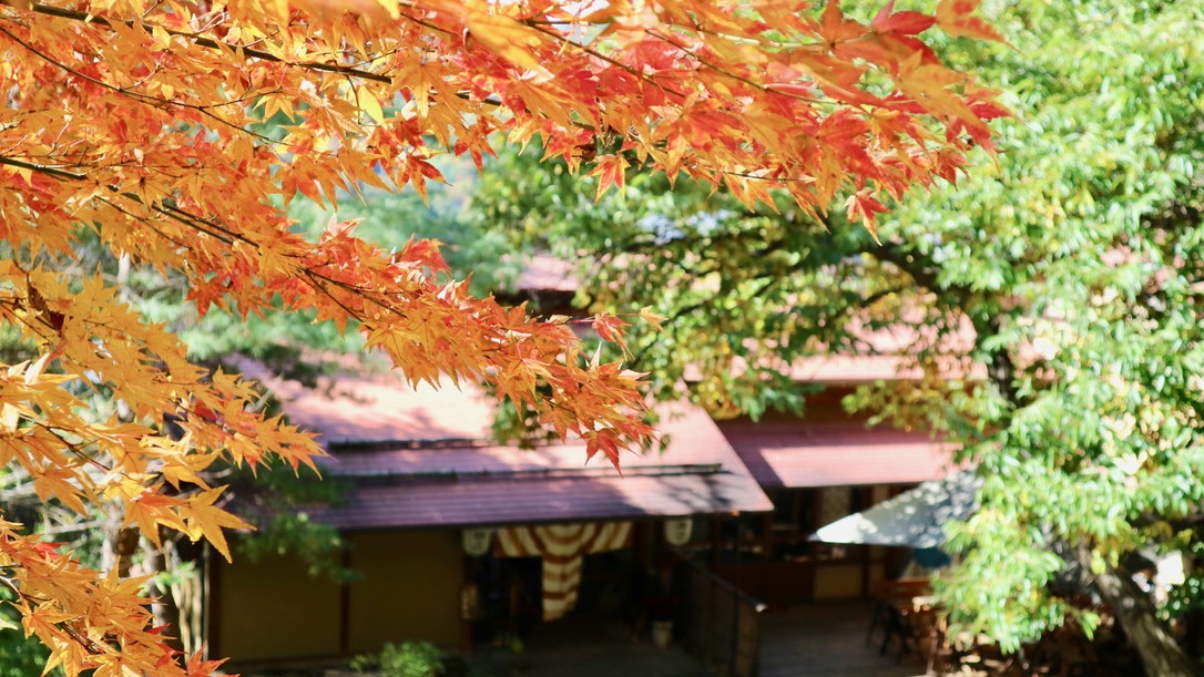 秋には紅葉も咲きます。