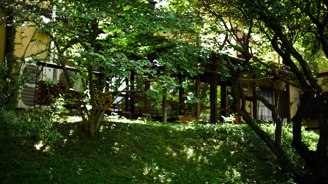 建物を覆う緑と光