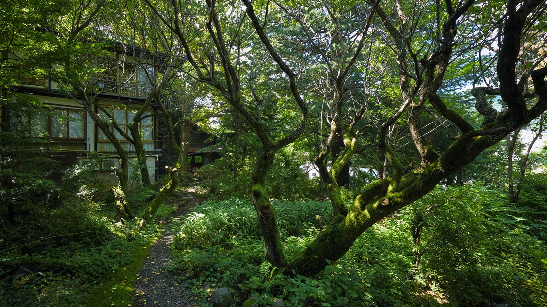 建物を覆う緑と光