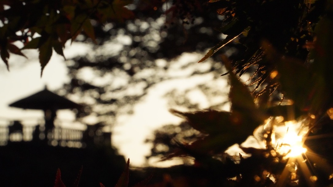 夕暮れの紅葉