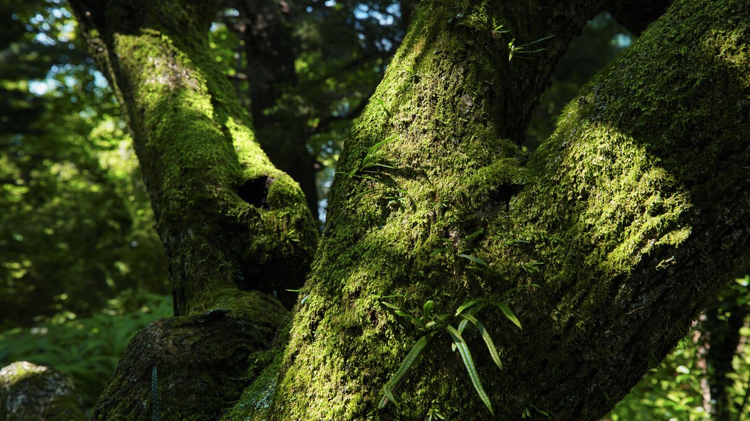 緑に包まれた苔の幹