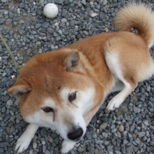 看板犬のハルです！（U・ω・U）ワンワン