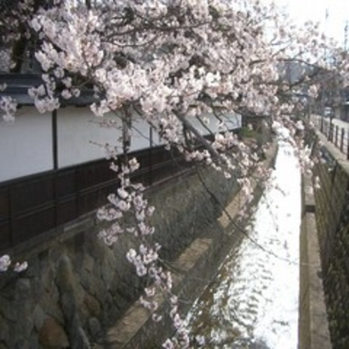 江名子川（春）