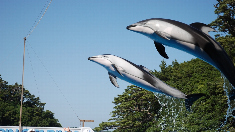 【下田海中水族館入場券付】イルカと遊べる人気の施設！お部屋は４タイプから／レストラン食