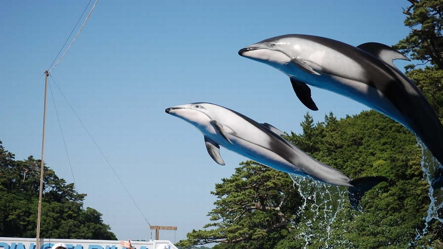 【お料理豪華に！下田海中水族館入場券付】イルカと遊べる人気の施設／／レストラン食