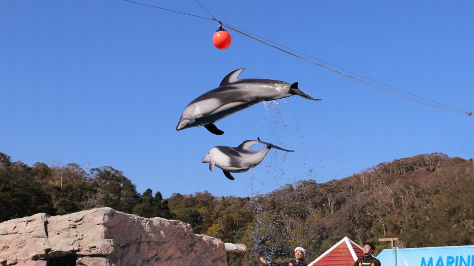 【下田海中水族館入場券付】イルカと遊べる人気の施設！お部屋食／庭園付露天風呂客室