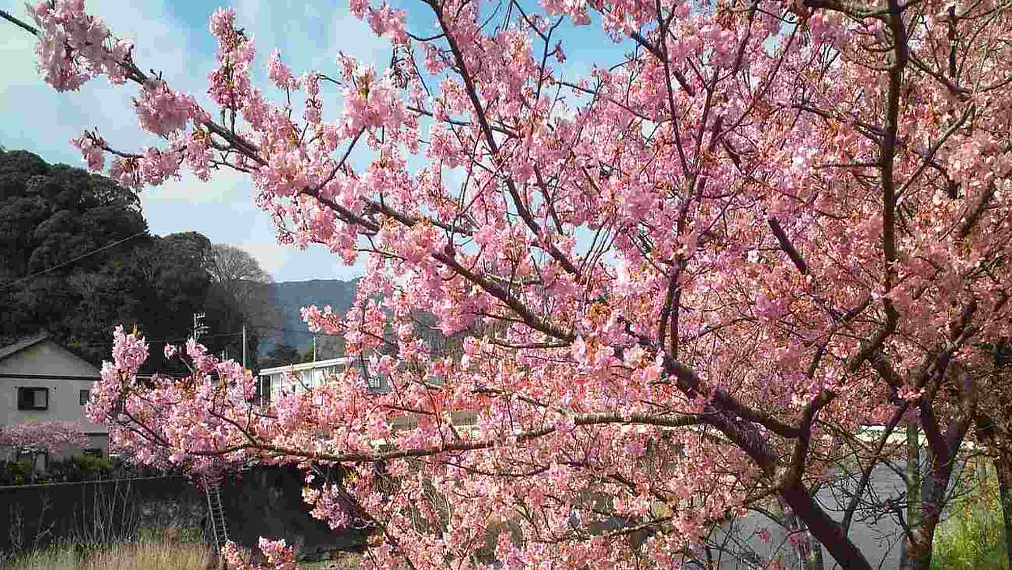 河津桜一例