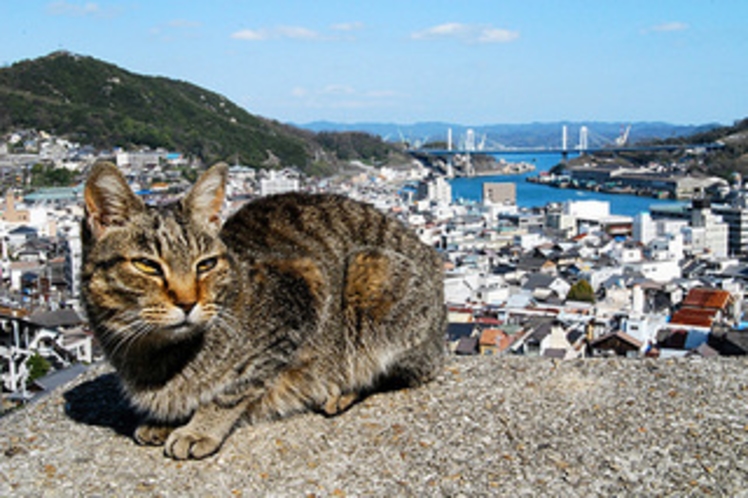 ねこ