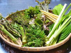 山菜盛り合わせ２００８