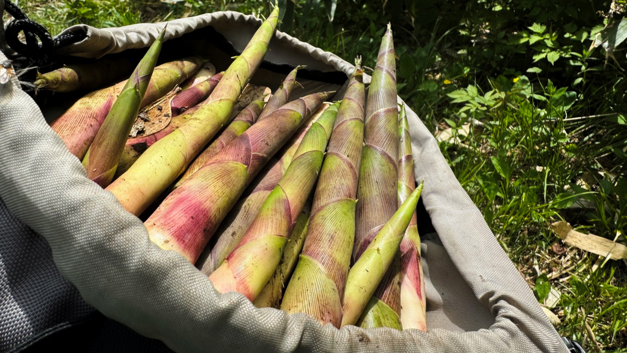 *たけのこ／旬の味覚をたっぷり収穫！自然の恵みをぜひお楽しみください♪