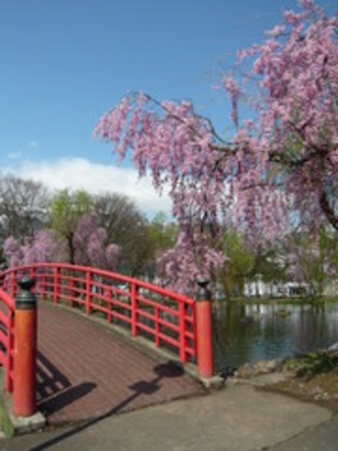 湯沢中央公園の春