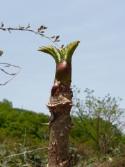 タラの芽