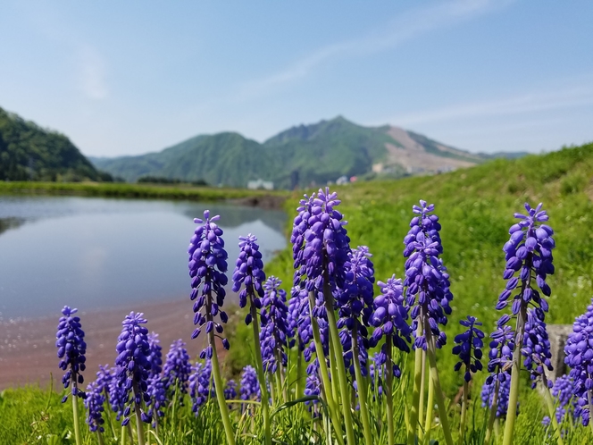 中里のたんぼと飯士山