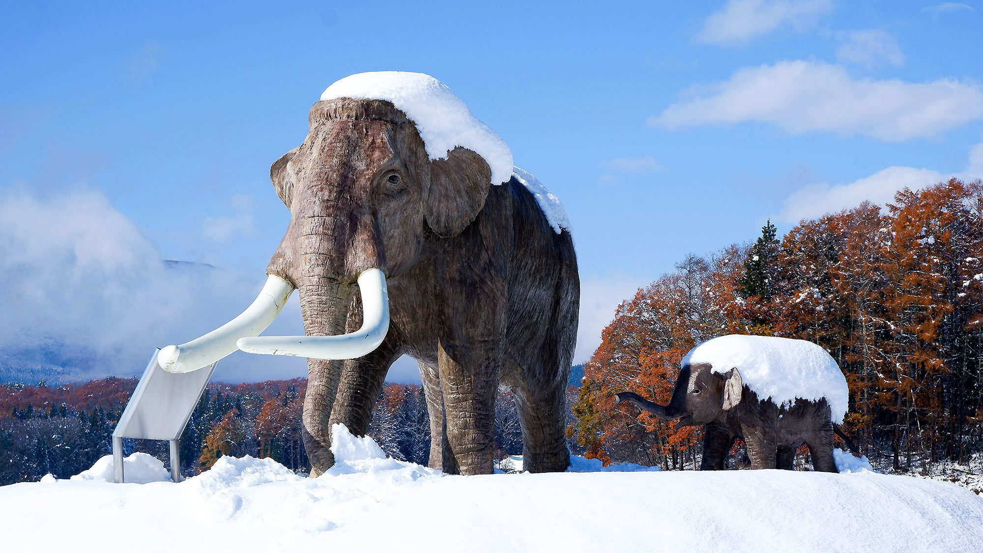 ・【野尻湖ナウマンゾウ博物館】野尻湖から発掘された化石をもとにした実物大が展示されています