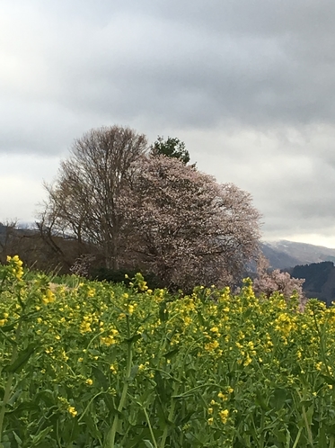 桜