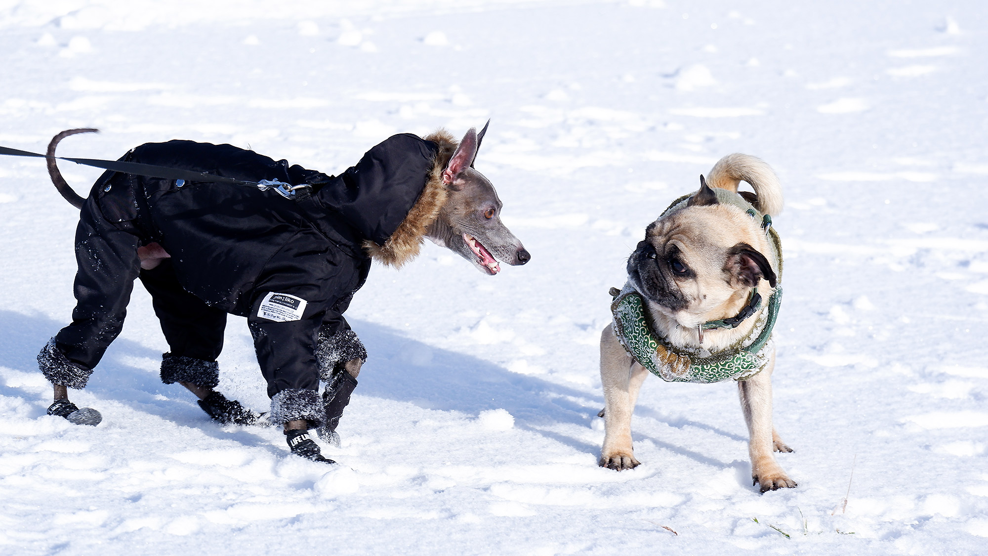 ・【ペット同宿プラン】ペット用の設備も整っており、安心して滞在できる環境です