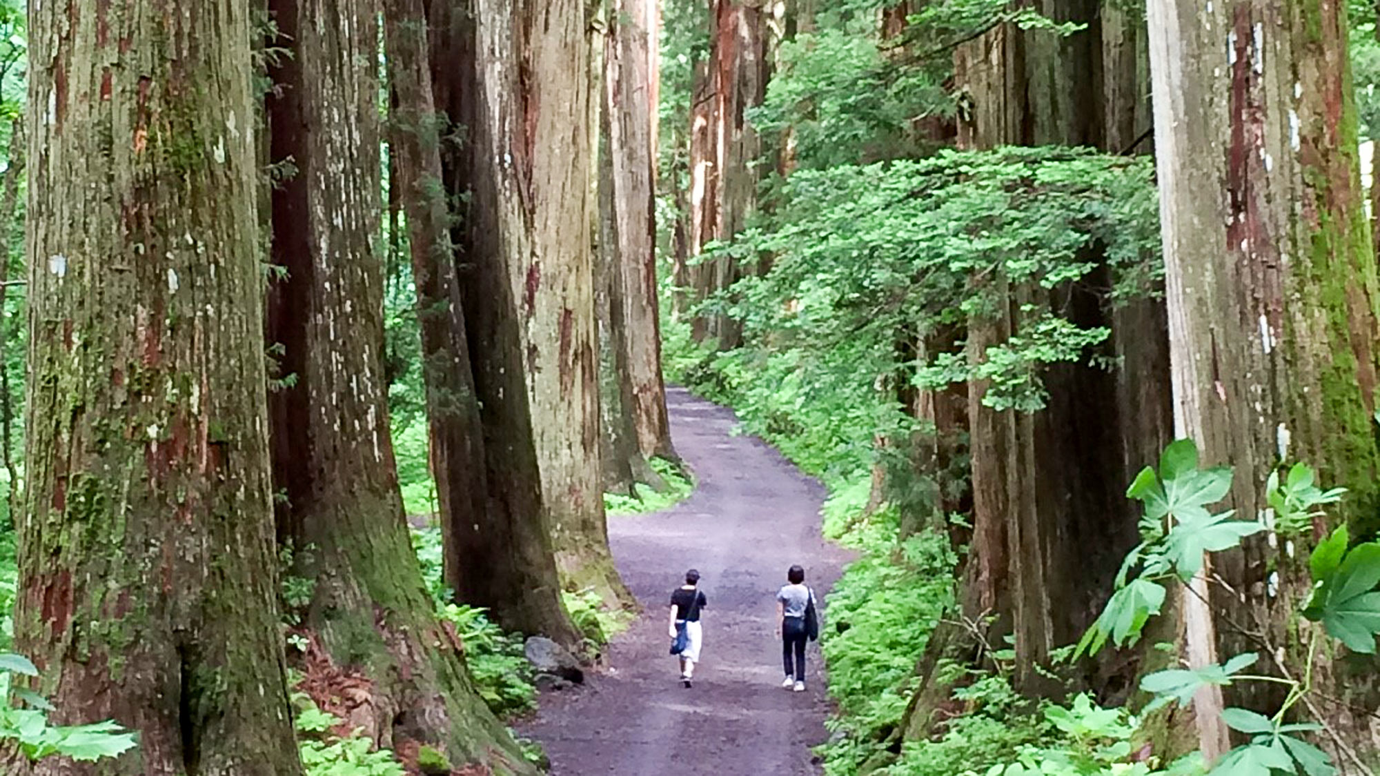 ・【戸隠奥社】奥社への参道に続く樹齢400年を超える巨木の杉並木は圧巻です