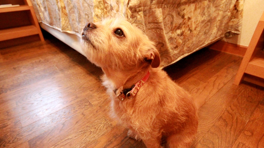 【ペットOK】小型犬～中型犬は宿泊が無料！大切なペットとの素敵な思い出づくりのお手伝い♪