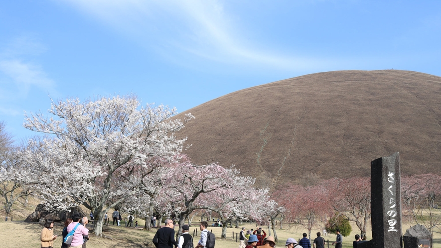 *大室山・桜の里/春の訪れを感じる瞬間。
