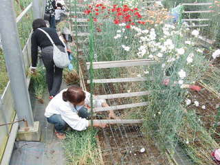 カーネーション引き抜き作業体験(媛農ツ...