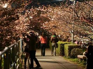 河津桜の夜桜
