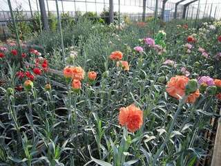 河津カーネーション見本園　オープン