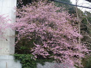 青木の坂前の、河津桜　