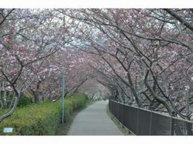 河津桜　峰の桜トンネル　