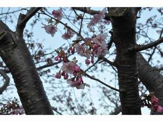 河津桜　２０１３．２．２７撮影