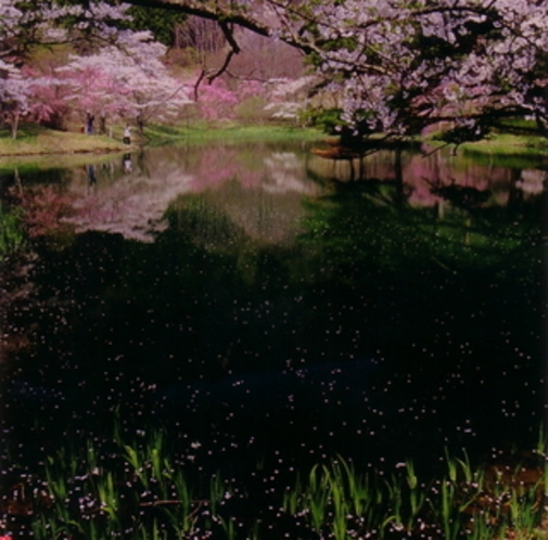 湖畔の桜  見頃は4月下旬から5月上旬。