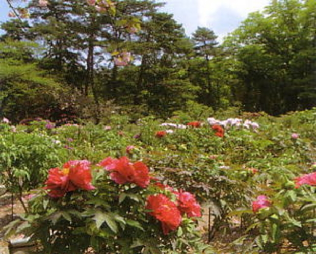 須賀川牡丹園