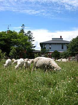Blue sky, sheep