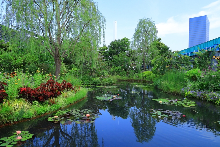 西武池袋屋上庭園「食と緑の空中庭園」睡蓮の庭