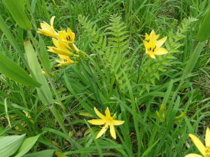 二ツコ－キスゲ