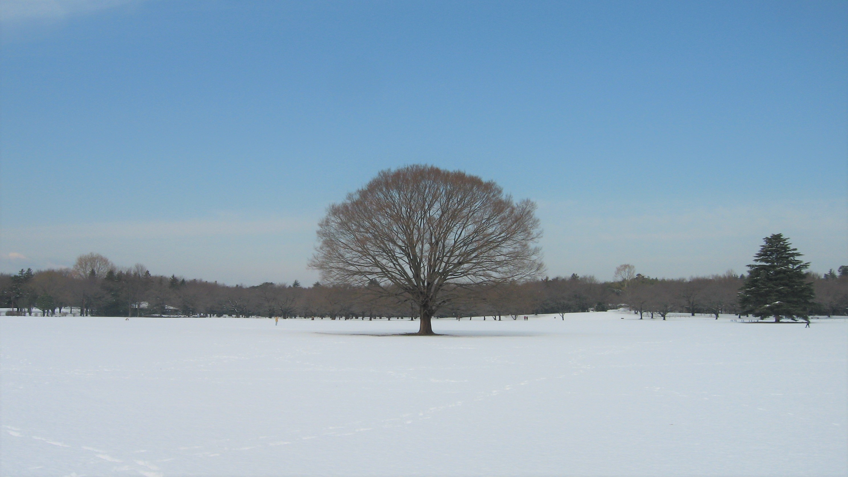 昭和記念公園_冬