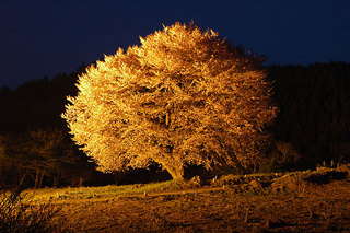 天王桜ライトアップ