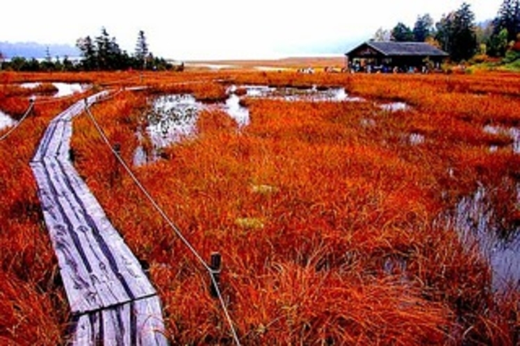 尾瀬ケ原草紅葉／尾瀬沼／大江湿原☆