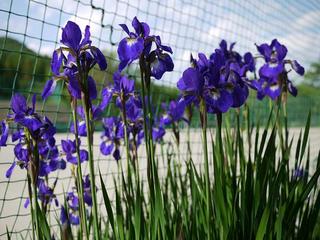 コートの横に咲いたあやめ