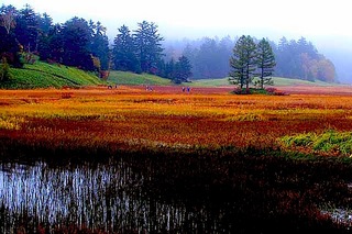 尾瀬ケ原草紅葉／尾瀬沼／大江湿原三本唐松☆