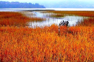 尾瀬ケ原草紅葉／尾瀬沼／湖畔☆