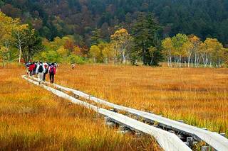 尾瀬ケ原草紅葉／上田代☆