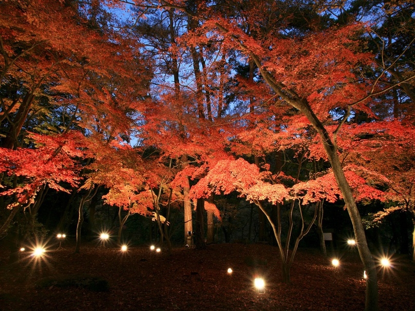 【日曜〜木曜日限定】紅葉を見に行こうよう！月の石もみじ公園チケット＆送迎付プラン♪