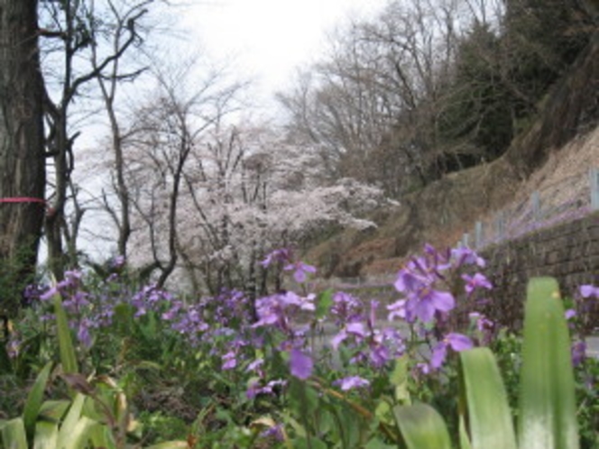 2011.04.11　だいこん花と桜