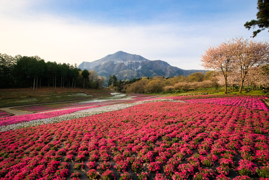 芝桜