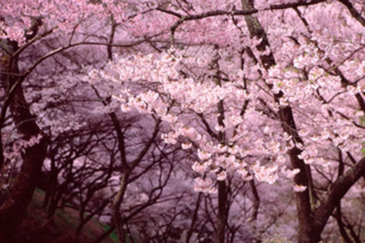 桜