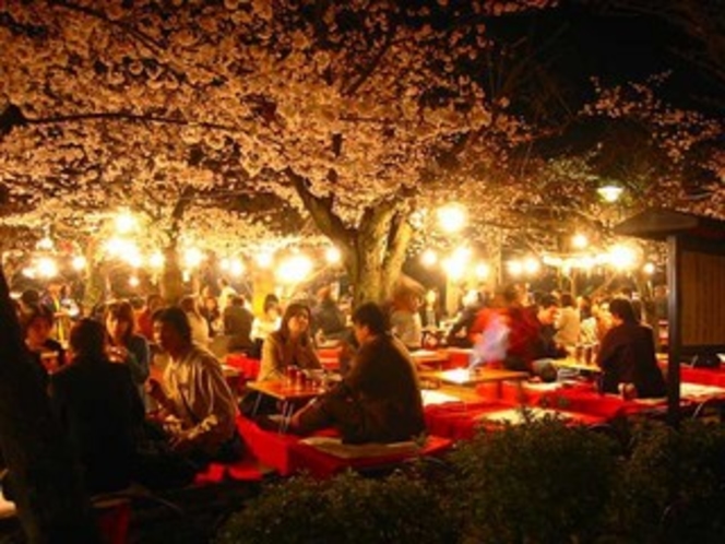 円山公園-夜桜宴会