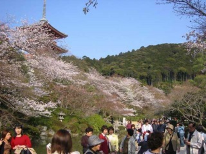 清水寺-三重の塔桜